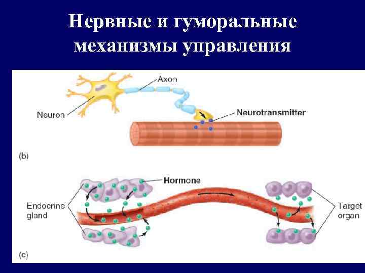 Регуляция функций человека