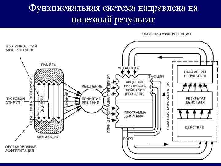 Функциональная система направлена на полезный результат 