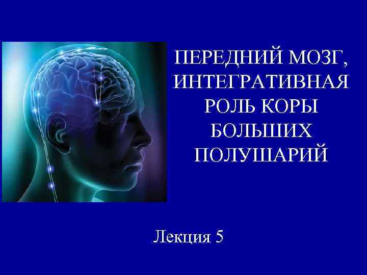 ПЕРЕДНИЙ МОЗГ, ИНТЕГРАТИВНАЯ РОЛЬ КОРЫ БОЛЬШИХ ПОЛУШАРИЙ Лекция 5 