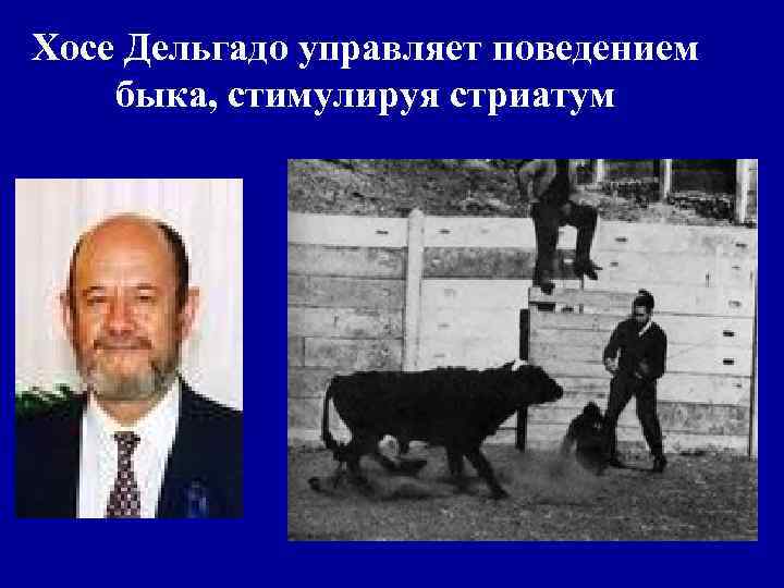 Хосе Дельгадо управляет поведением быка, стимулируя стриатум 