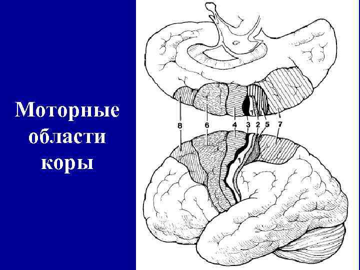 Моторные области коры 