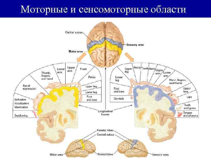 Моторные и сенсомоторные области 