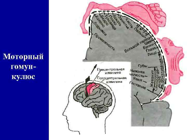 Моторный гомункулюс 