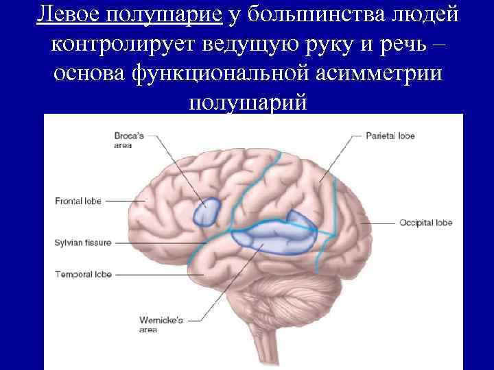 Левое полушарие у большинства людей контролирует ведущую руку и речь – основа функциональной асимметрии