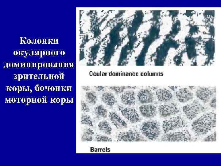 Колонки окулярного доминирования зрительной коры, бочонки моторной коры 