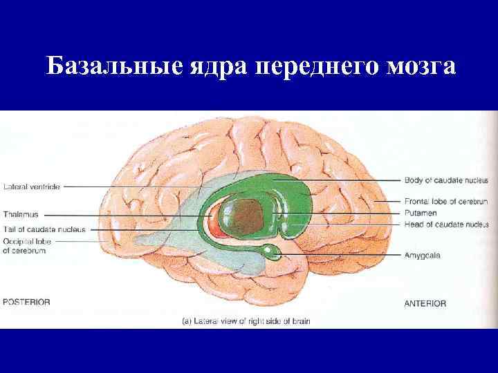 Базальные ядра переднего мозга 