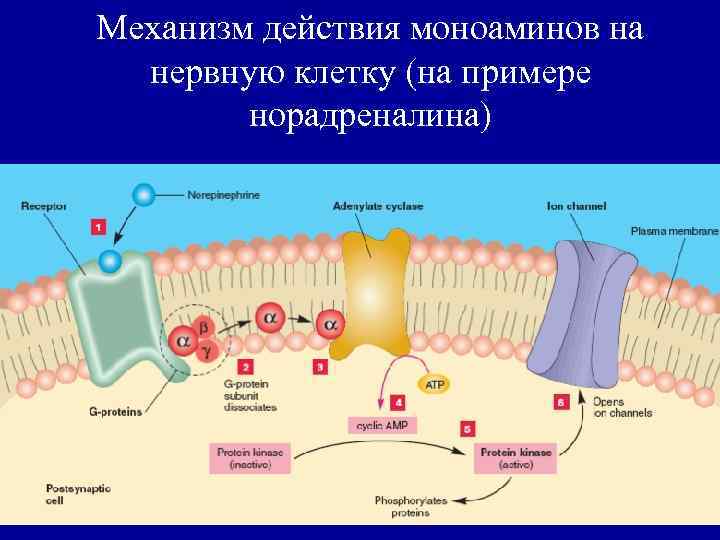 Механизм действия моноаминов на нервную клетку (на примере норадреналина) 