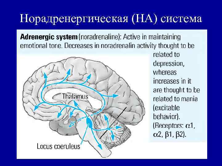 Норадренергическая (НА) система 