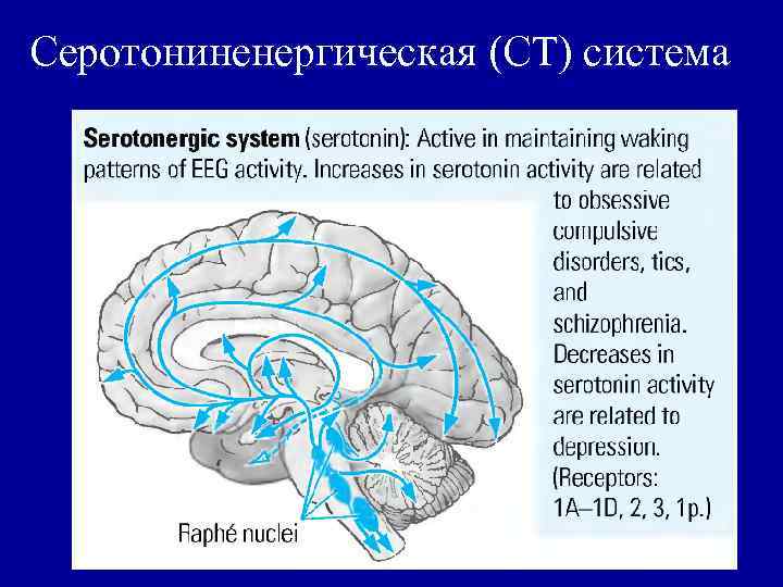 Серотониненергическая (СТ) система 