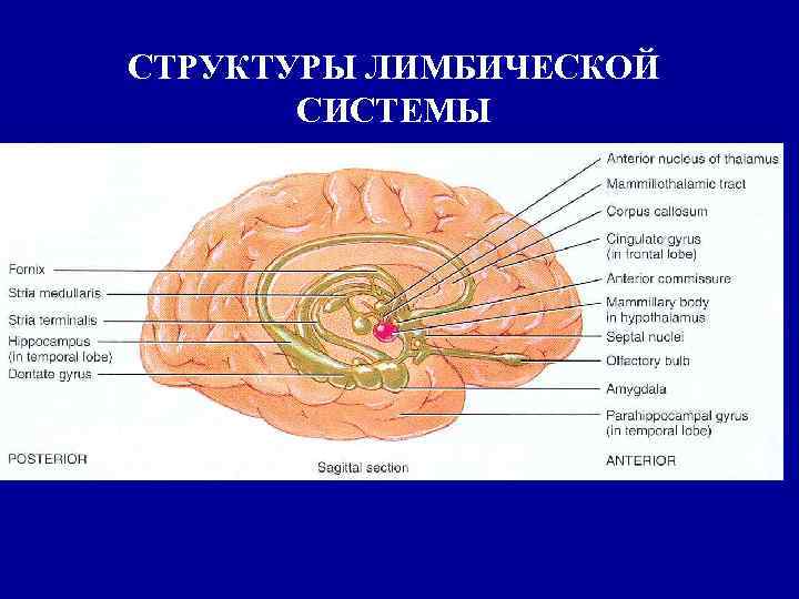 СТРУКТУРЫ ЛИМБИЧЕСКОЙ СИСТЕМЫ 