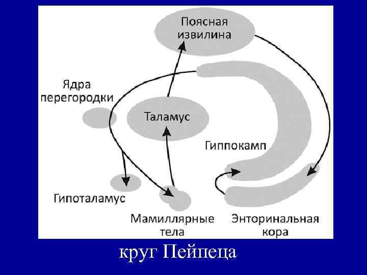 Функциональный круг. Круг Пейпеца лимбическая система. Круг Наута лимбической системы. Теория эмоций Пейпеца. Круг Пейпеца схема.