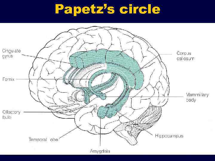 Papetz’s circle 