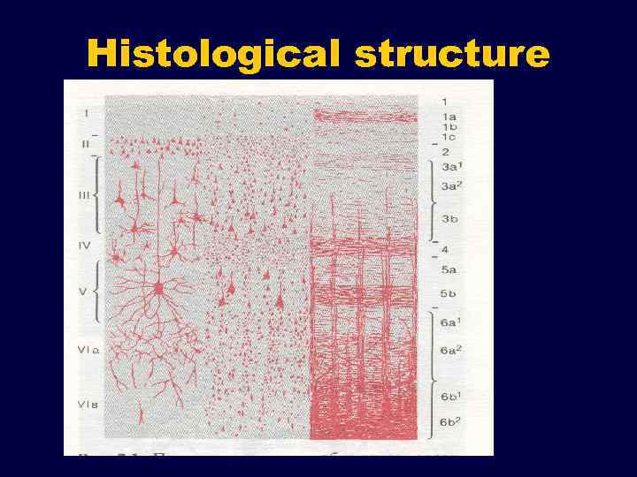 Histological structure 