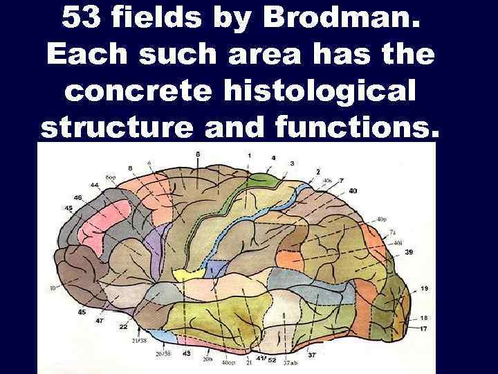 53 fields by Brodman. Each such area has the concrete histological structure and functions.