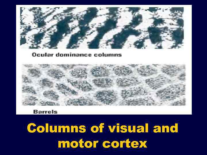 Columns of visual and motor cortex 