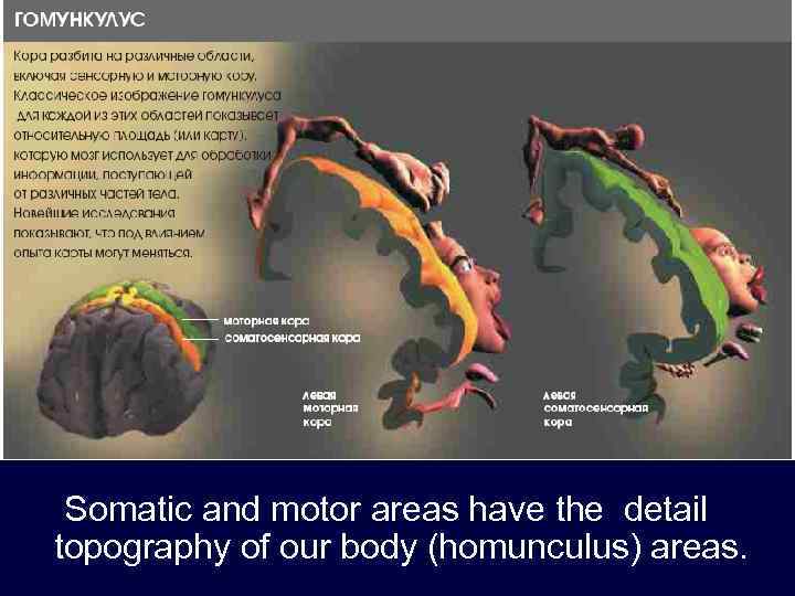 Somatic and motor areas have the detail topography of our body (homunculus) areas. 