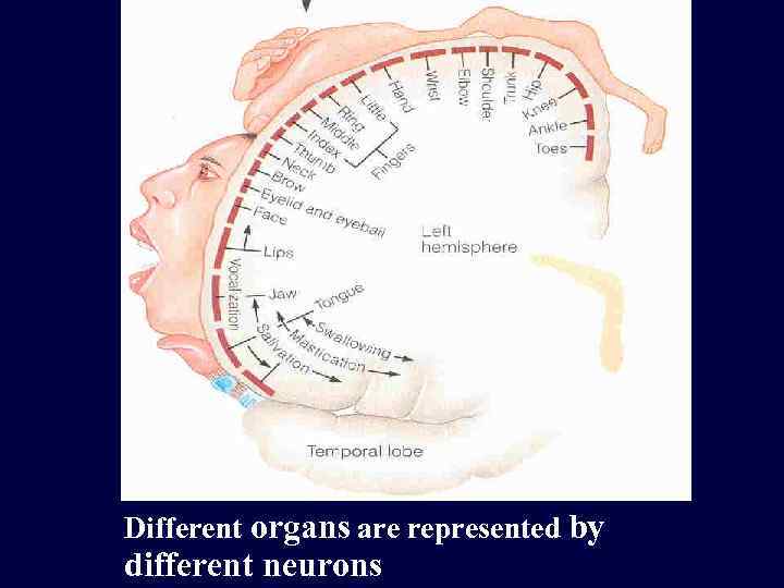 Different organs are represented by different neurons 