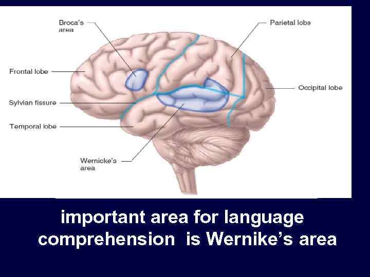 important area for language comprehension is Wernike’s area 