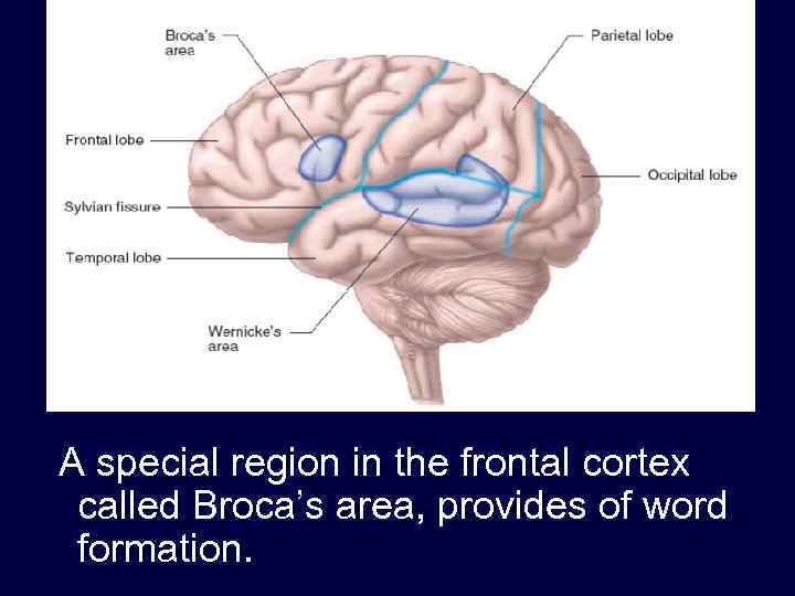A special region in the frontal cortex called Broca’s area, provides of word formation.