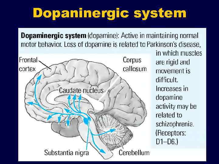 Dopaninergic system 