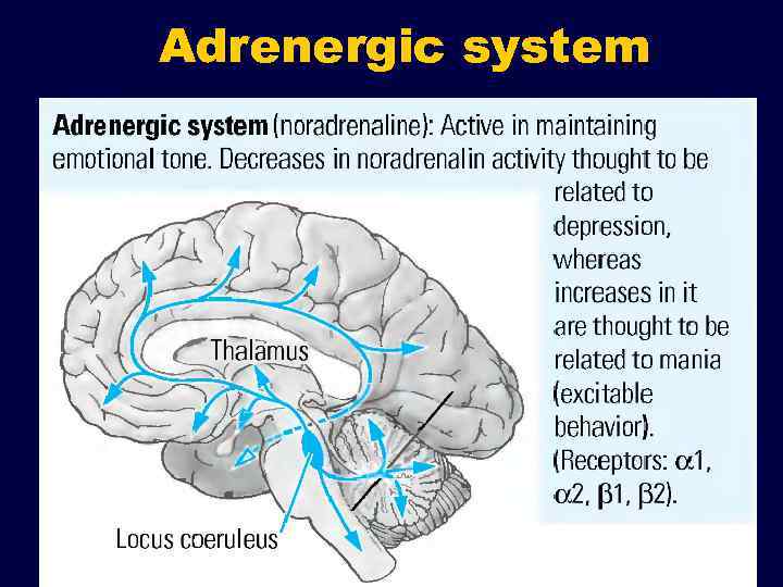 Adrenergic system 