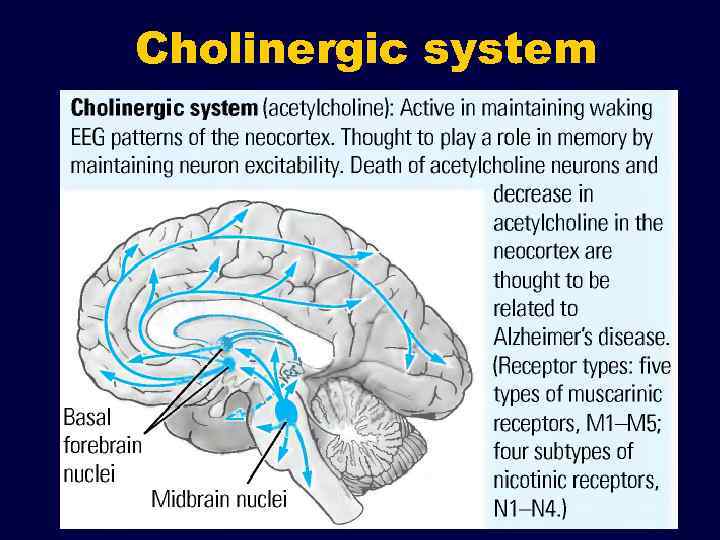 Cholinergic system 