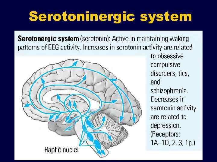 Serotoninergic system 