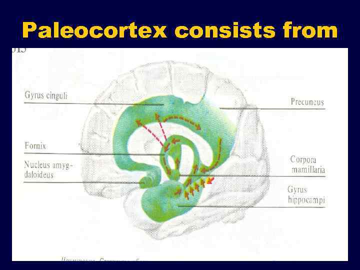 Paleocortex consists from 