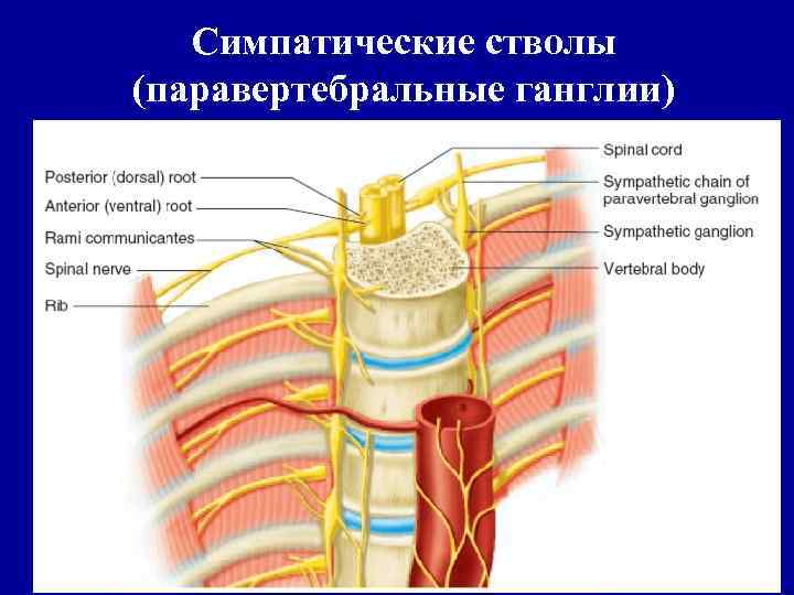 Симпатические стволы (паравертебральные ганглии) 