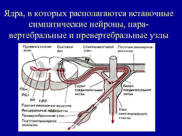 Ядра, в которых располагаются вставочные симпатические нейроны, паравертебральные и превертебральные узлы 