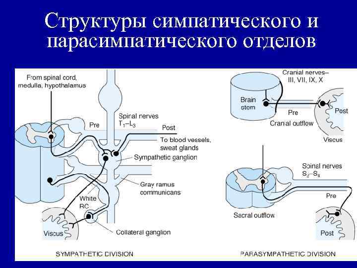 Структуры симпатического и парасимпатического отделов 