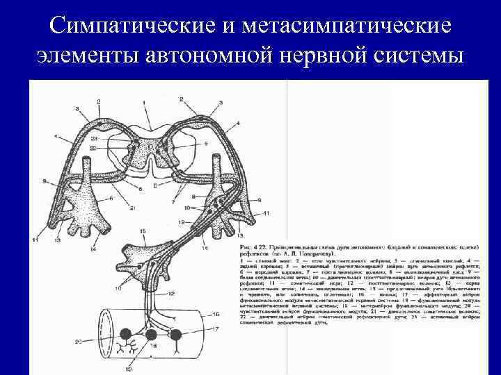 Симпатические и метасимпатические элементы автономной нервной системы 