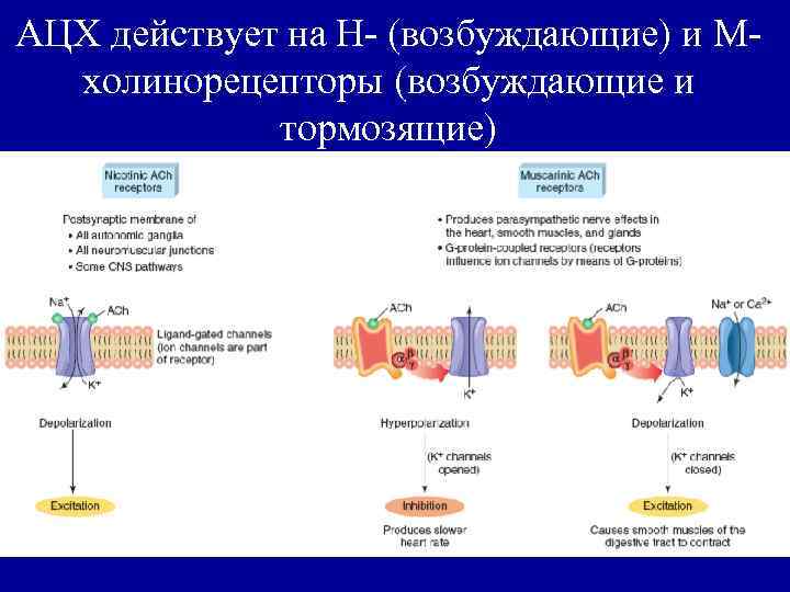 АЦХ действует на Н- (возбуждающие) и Мхолинорецепторы (возбуждающие и тормозящие) 