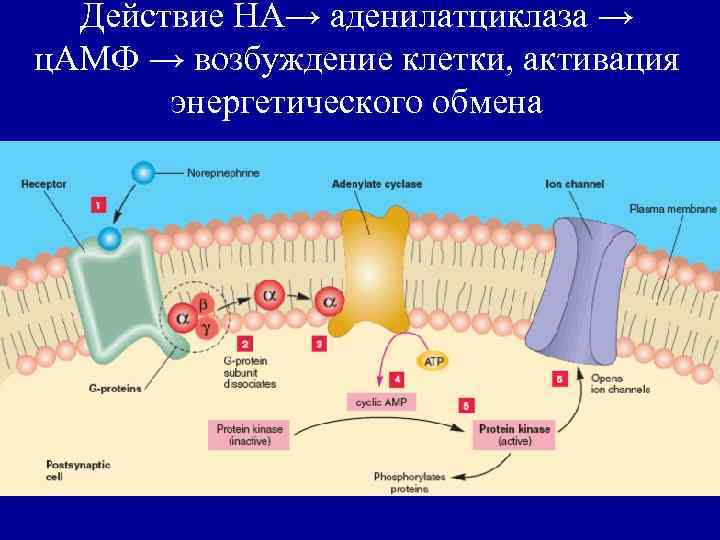 Действие НА→ аденилатциклаза → ц. АМФ → возбуждение клетки, активация энергетического обмена 