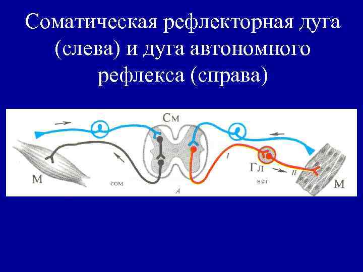 Соматическая рефлекторная дуга (слева) и дуга автономного рефлекса (справа) 