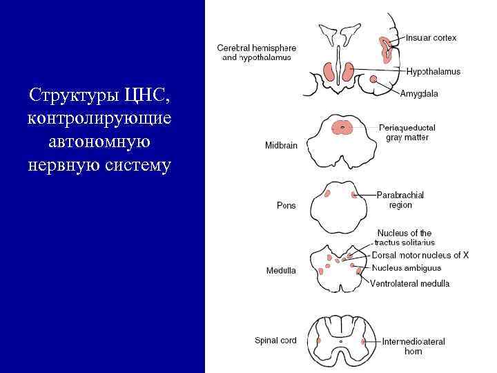 Структуры ЦНС, контролирующие автономную нервную систему 