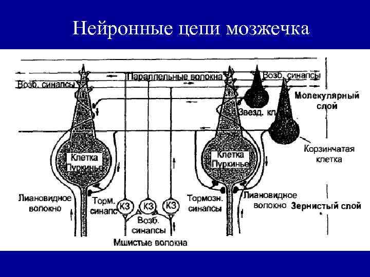 Схема строения клубочка зернистого слоя коры мозжечка