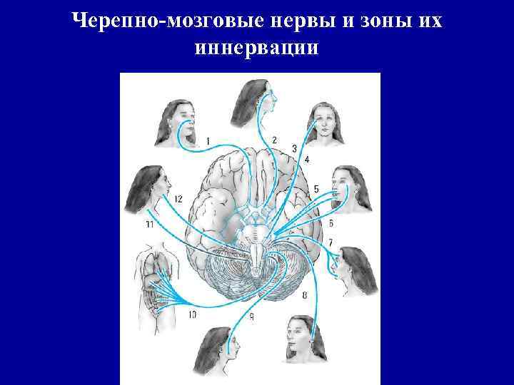 Черепно-мозговые нервы и зоны их иннервации 