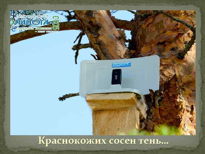 Краснокожих сосен тень… 