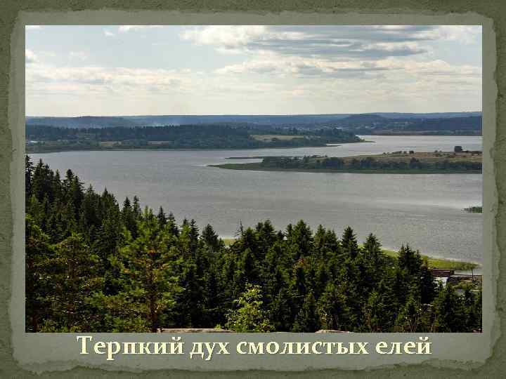 Терпкий дух смолистых елей 