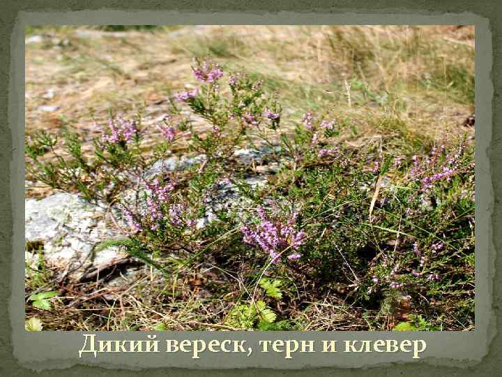 Дикий вереск, терн и клевер 