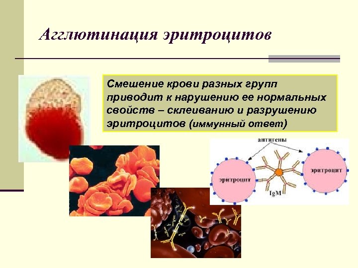 Агглютинация эритроцитов Смешение крови разных групп приводит к нарушению ее нормальных свойств – склеиванию