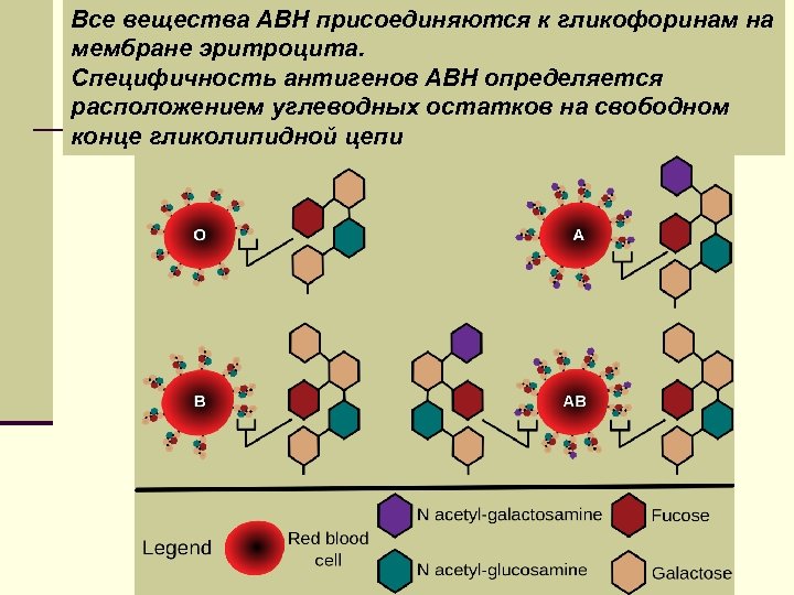 Группа крови клетки. Система АВО на мембране эритроцитов. Антигены эритроцитов системы резус. Антигенные системы эритроцитов АВО. Строение антигена эритроцита.