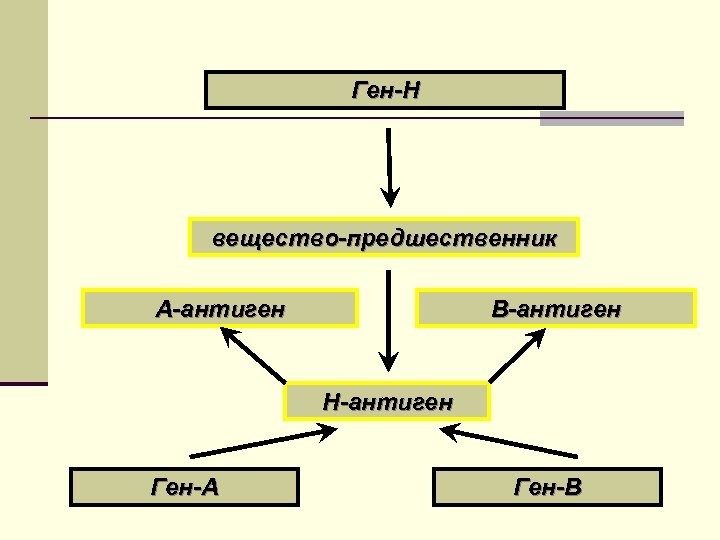 Ген-Н вещество-предшественник А-антиген В-антиген Н-антиген Ген-А Ген-В 