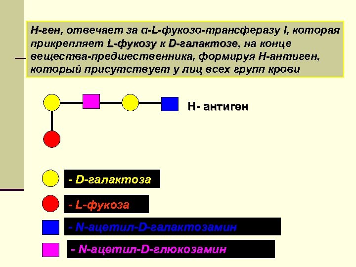 Гену ответь. Предшественник антигена. Антигены история открытия. H антиген человека. Антиген н фукоза.