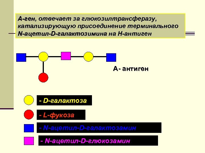 А-ген, отвечает за глюкозилтрансферазу, А-ген катализирующую присоединение терминального N-ацетил-D-галактозимина на Н-антиген А- антиген -