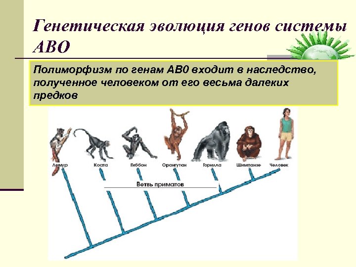 Установите соответствие между примерами и доказательствами эволюции. Генетика и Эволюция. Эволюционная генетика. Генетическая теория эволюции. Генетическая летопись эволюции.