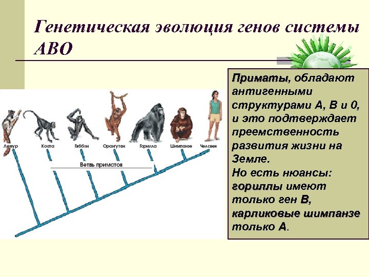 Ген развития. Генетика и Эволюция. Эволюционная генетика. Генетика и эволюционная теория. Генетическая теория эволюции.