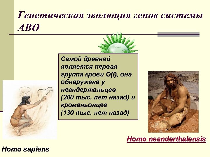 Генетическая эволюция генов системы АВО Самой древней является первая группа крови O(I), она O(I)