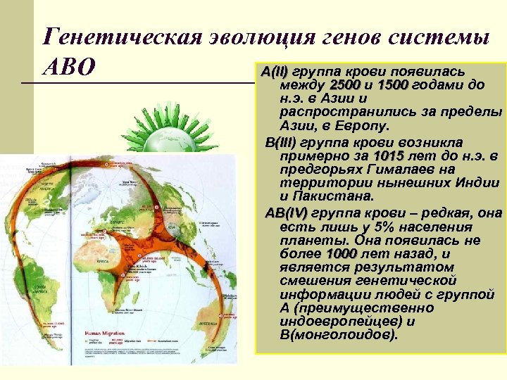 Генетическая эволюция генов системы АВО А(II) группа крови появилась между 2500 и 1500 годами